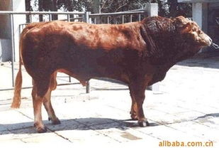 優(yōu)質(zhì)肉牛投資指南 山東億財(cái)牧業(yè)的低風(fēng)險(xiǎn)飼養(yǎng)與銷(xiāo)售前景