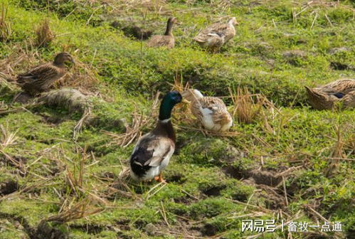 肉鴨場(chǎng)區(qū)與外界隔離及農(nóng)副產(chǎn)品銷(xiāo)售策略