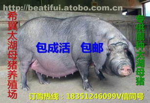 太湖母豬價格、廠家與供應商推薦 鹽城市亭湖區南洋鎮沂之水農產品經營部熱賣中