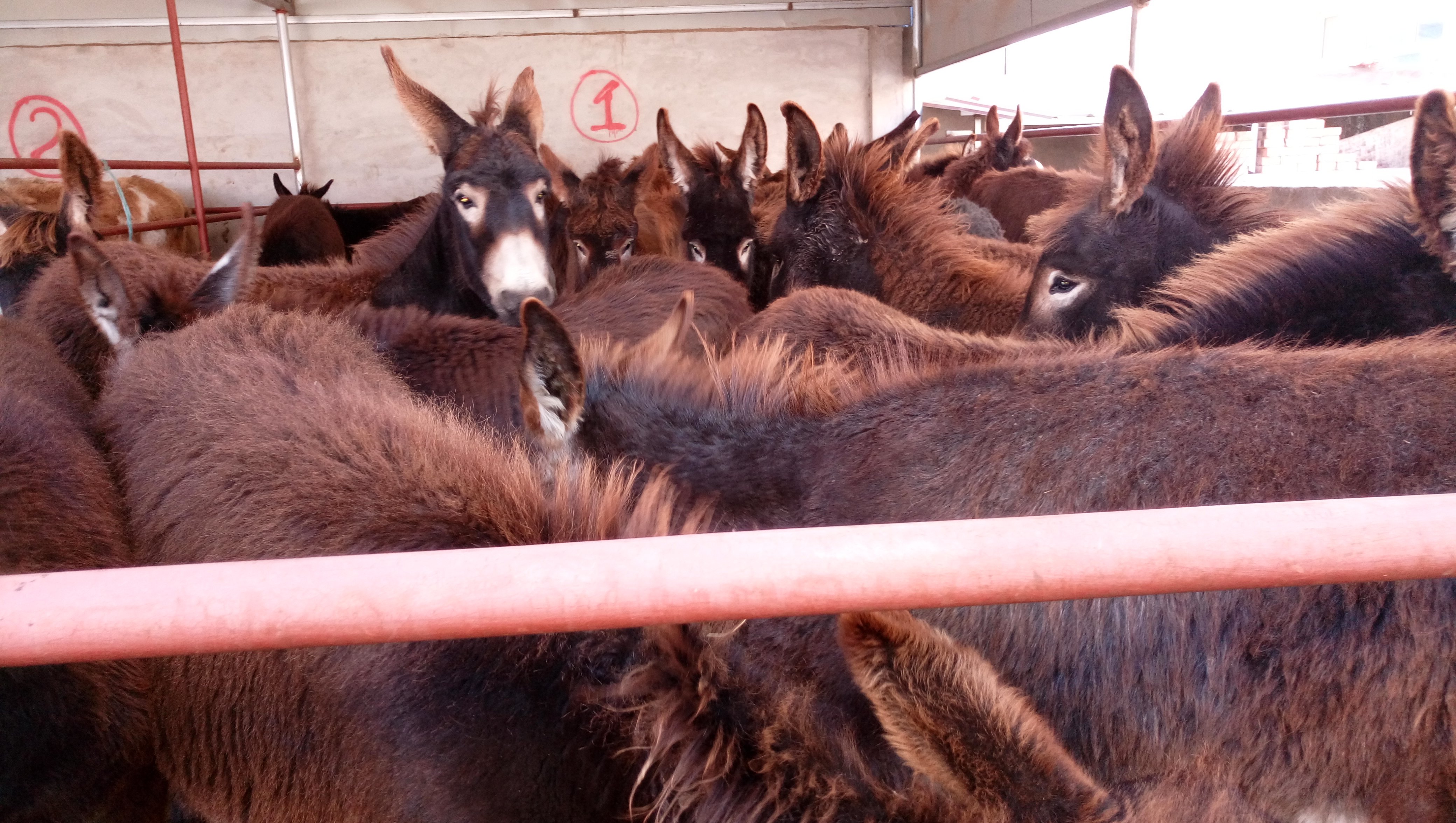 牲畜險購買指南及平安保險聯系方式